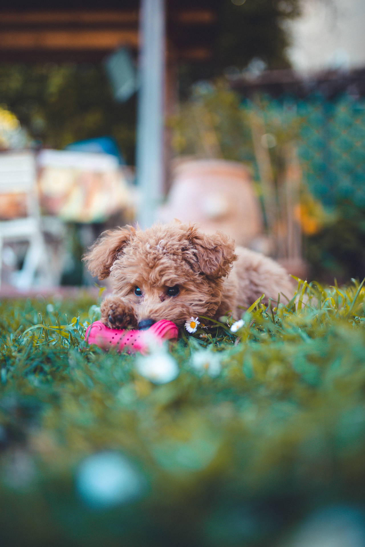 Teacup Poodle Red Chew Toy Background