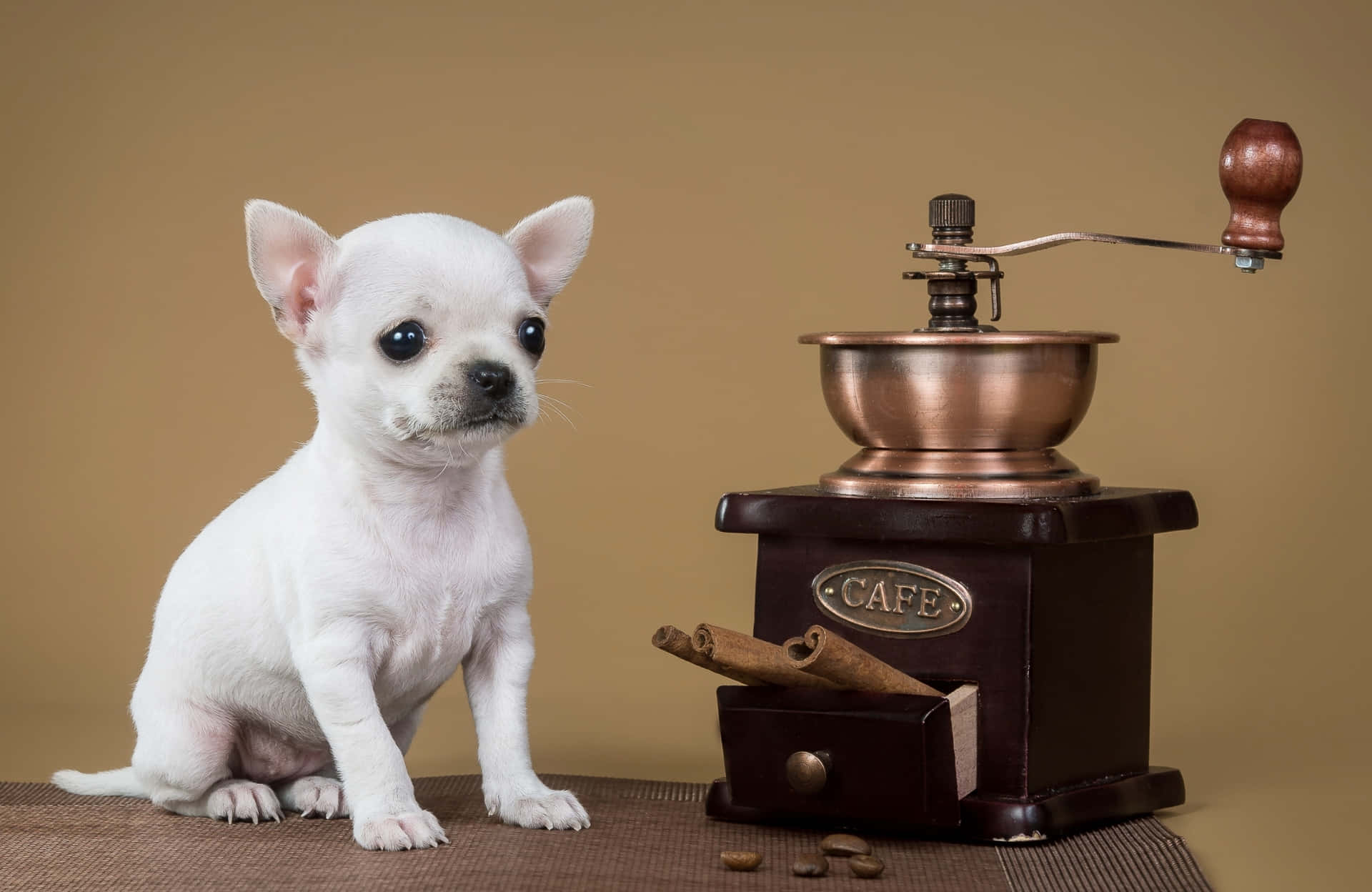 Teacup White Chihuahua Dog With Coffee Grinder Background