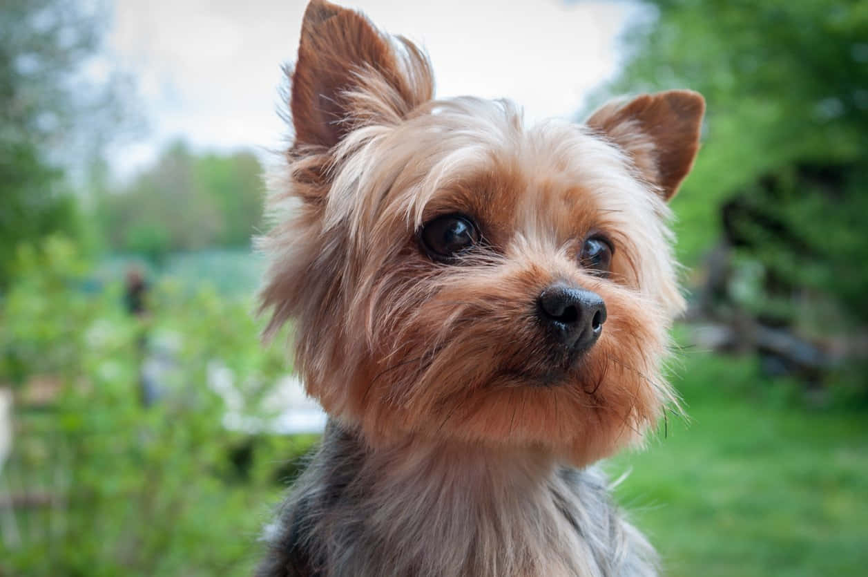 Teacup Yorkie 1257 X 835 Background