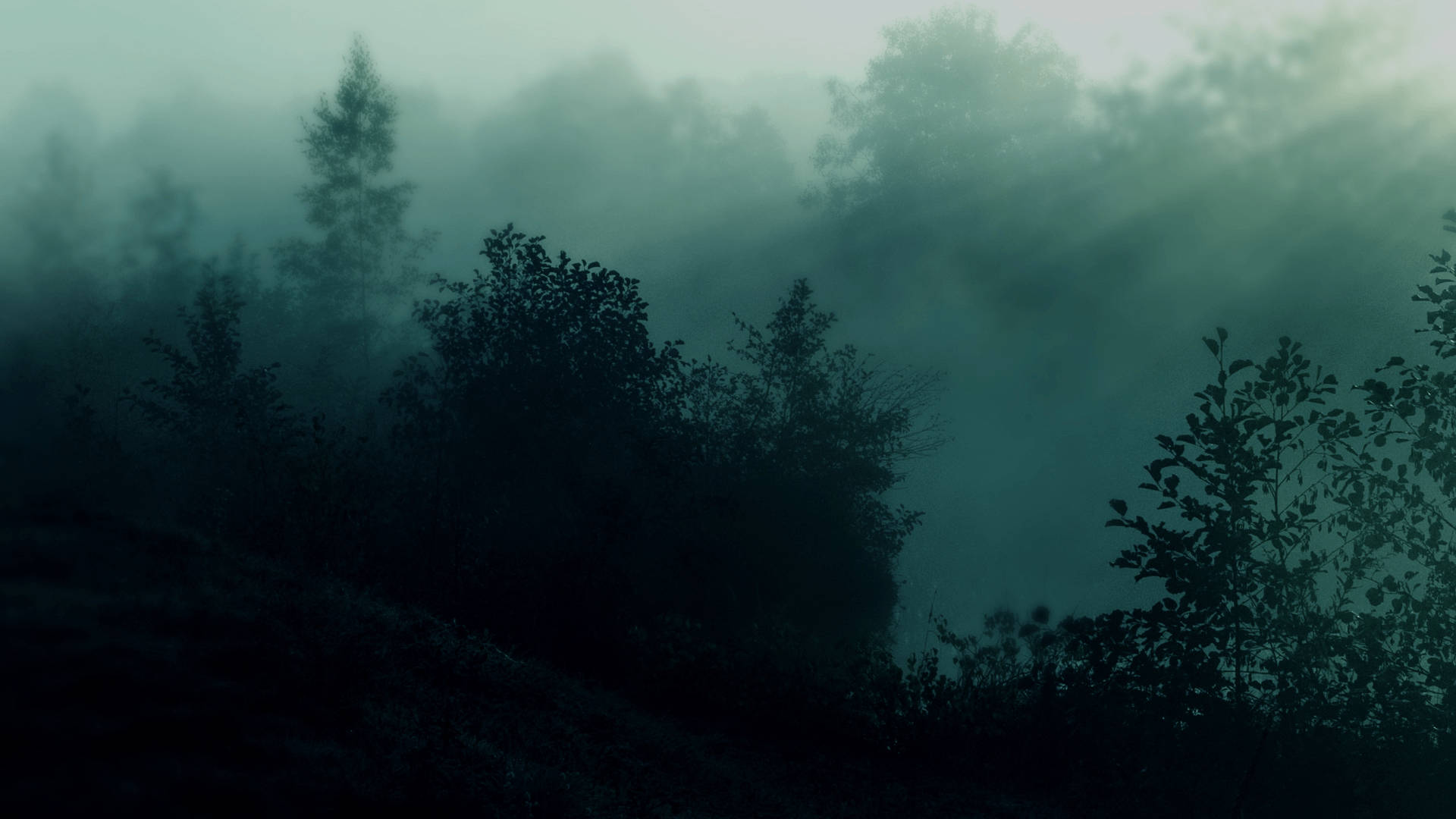 Teal Hd Dark Forest Background