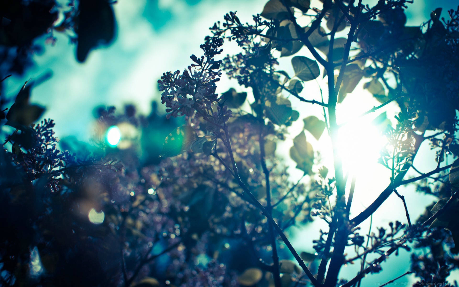 Teal-toned Leaf Branch Tumblr Desktop Background