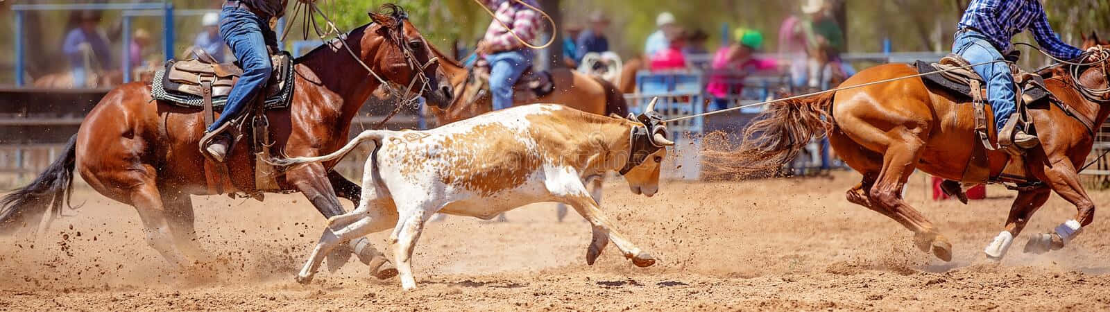 Team Roping A Cow Background