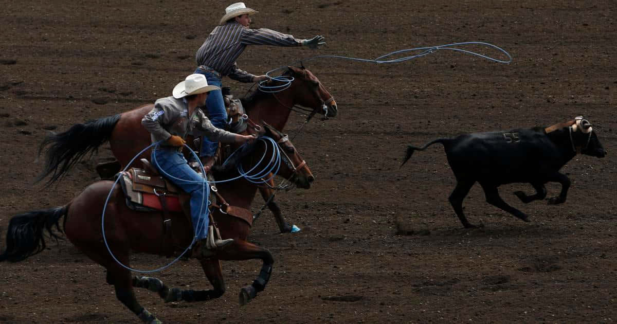 Team Roping An Ox Background