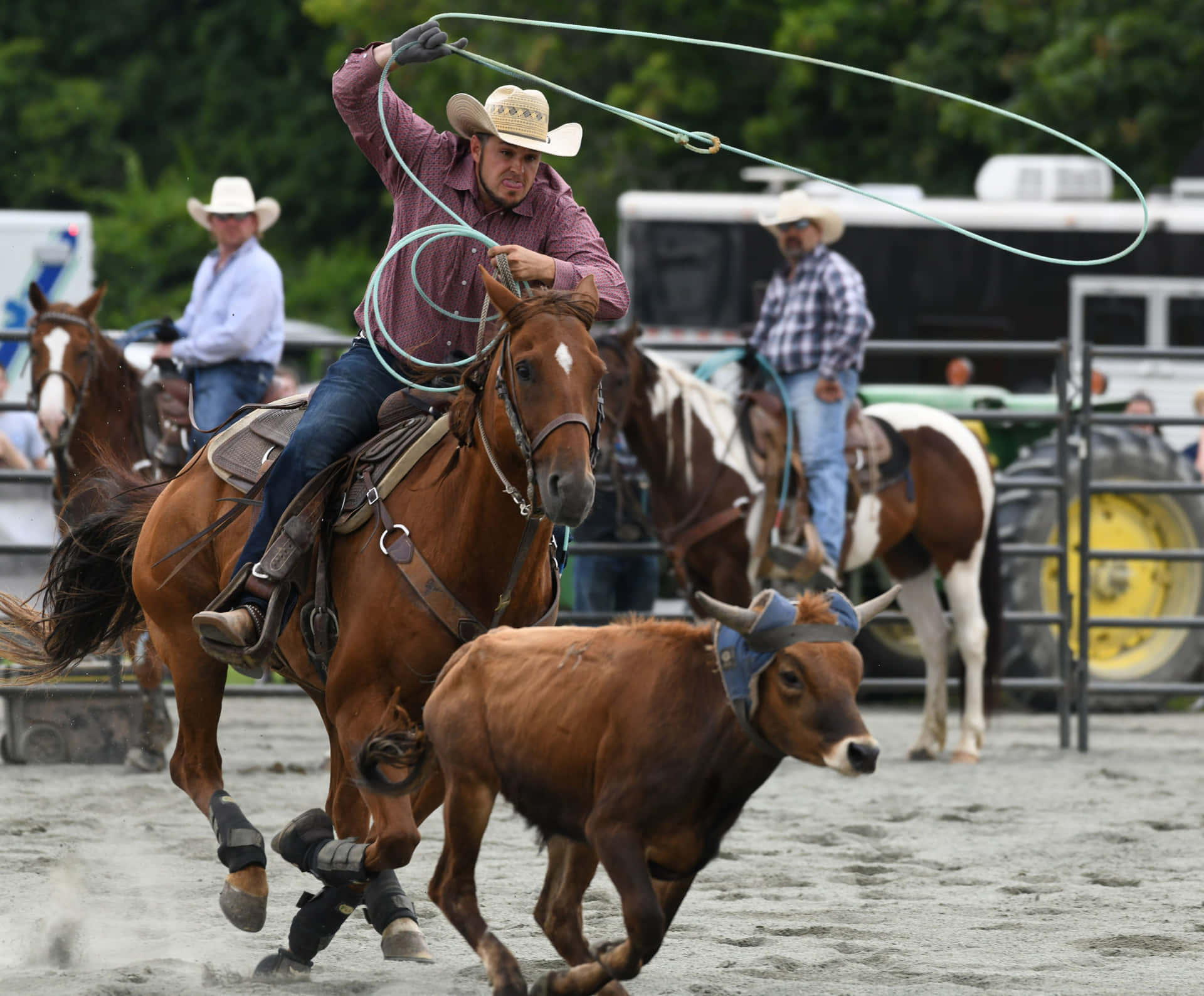 Team Roping Brown Ox