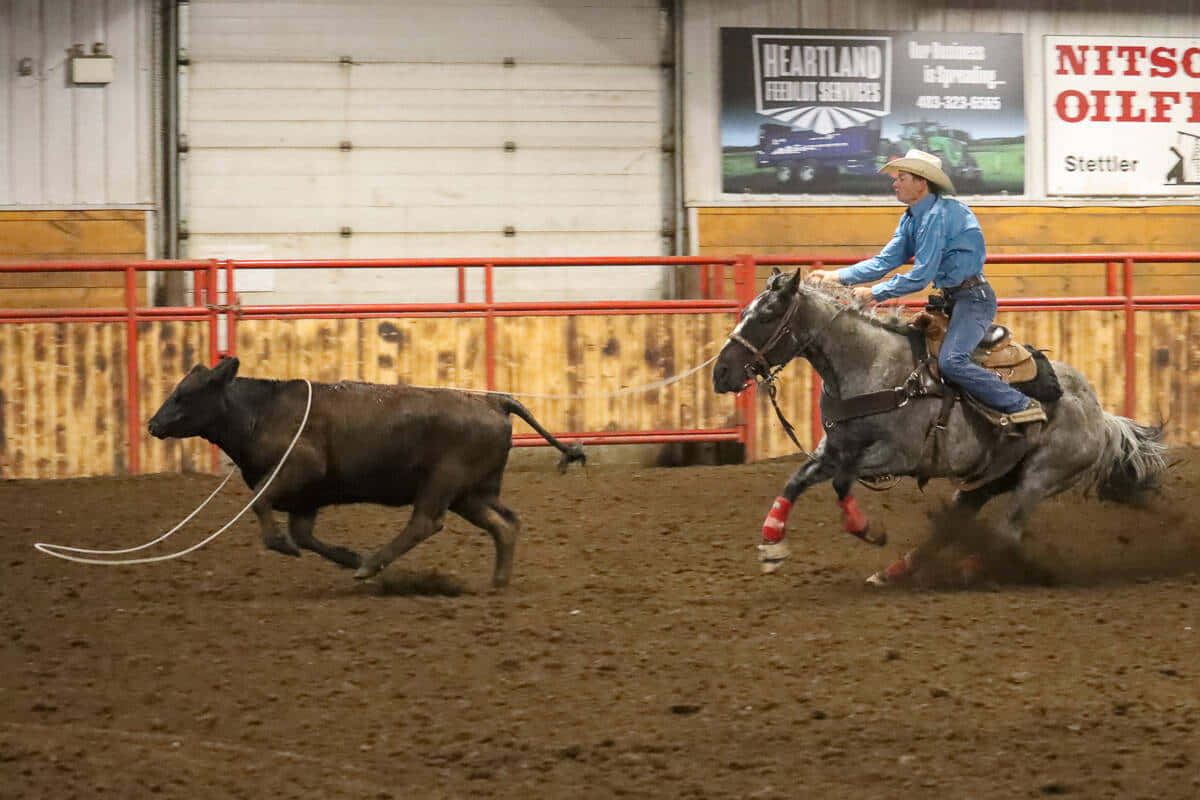 Team Roping Chasing Steer Background