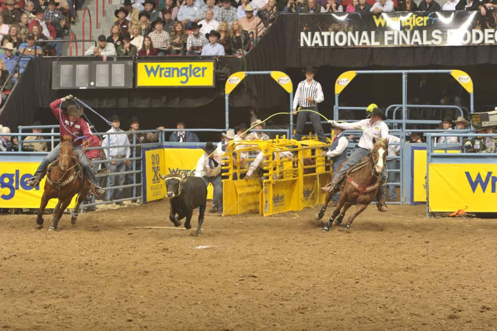 Team Roping Ox In The Arena Background