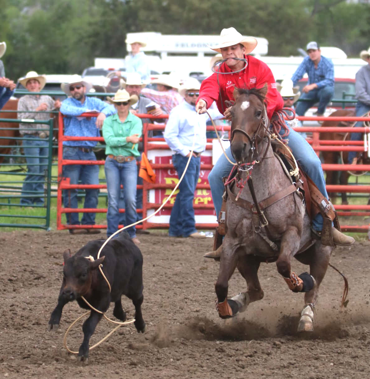 Team Roping With Black Steer