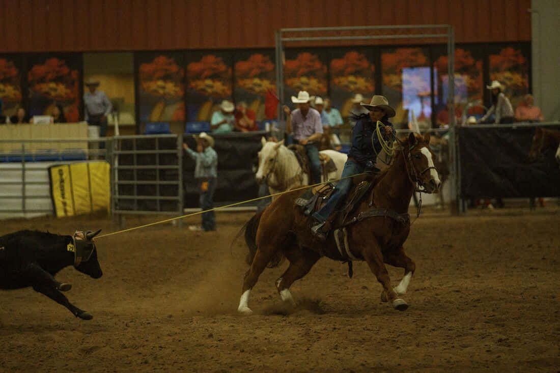 Team Roping With Female Rider Background