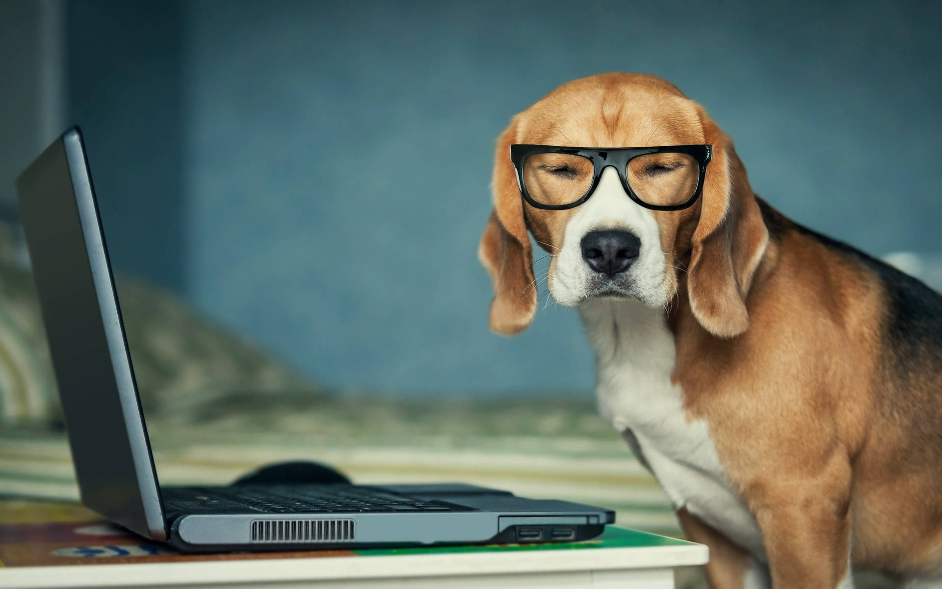 Techy Beagle Dog With Laptop Background