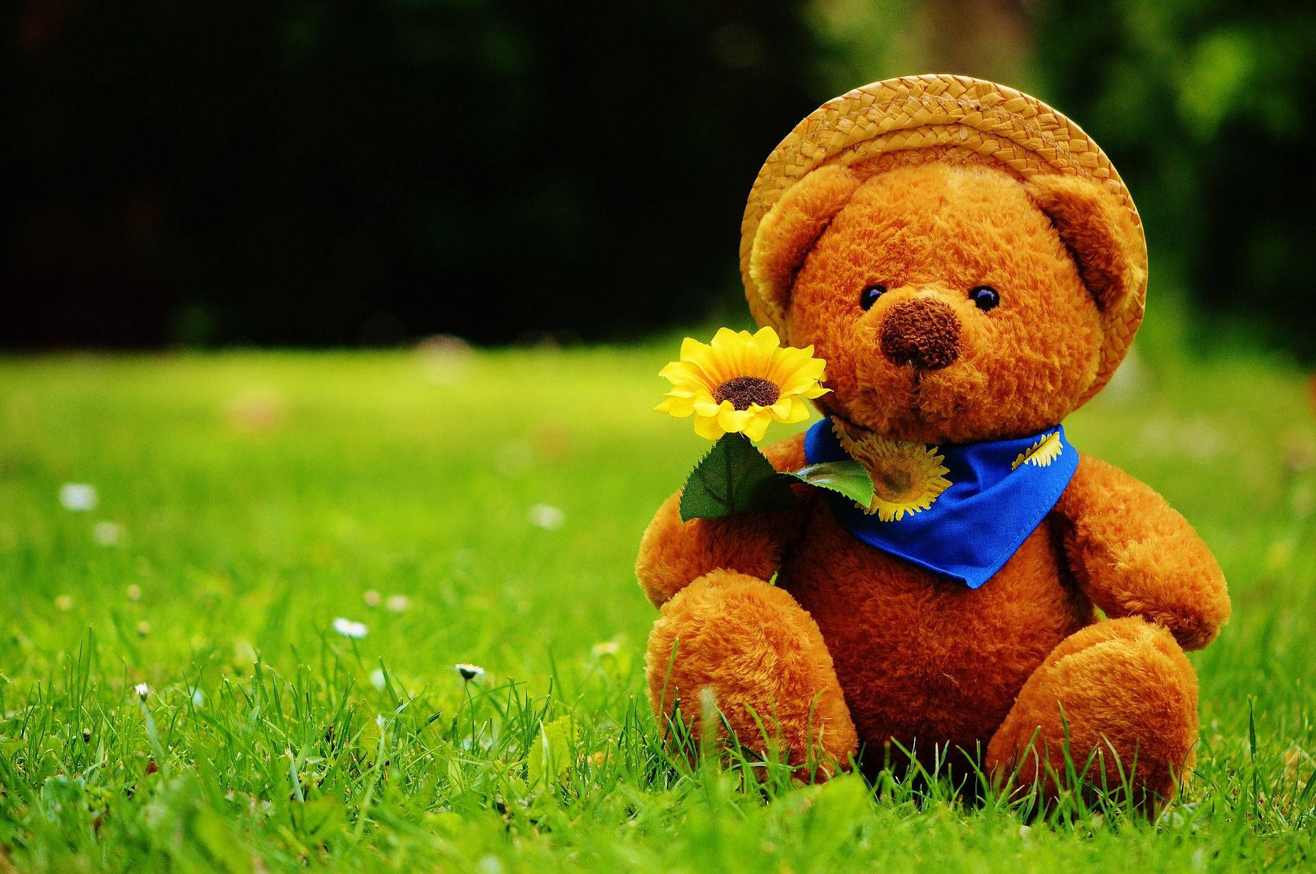 Teddy Bear With Sunflower Background