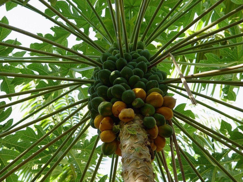 Teeming Papaya Tree With Fruits Background