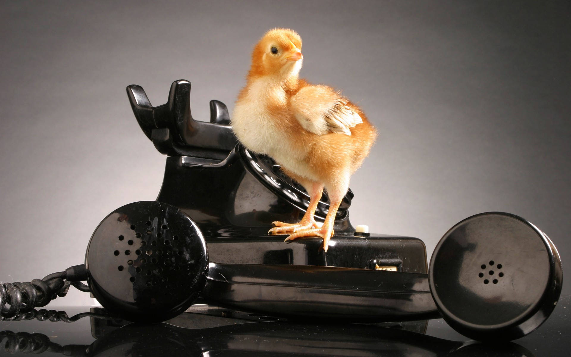 Telephone Chick