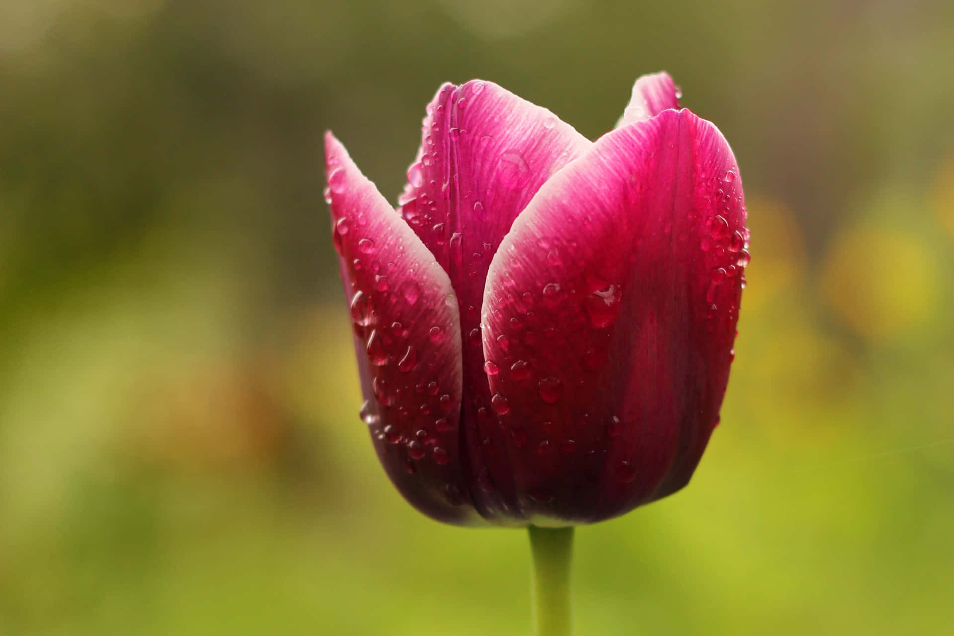 Tender Blooming Tulip Background