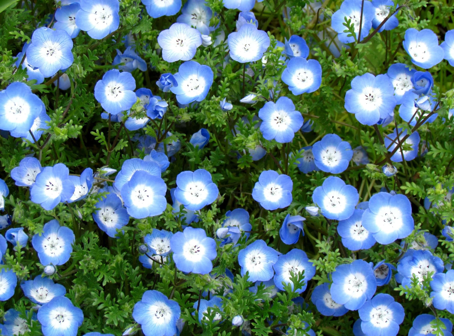 Tender Blue Nemophila Background