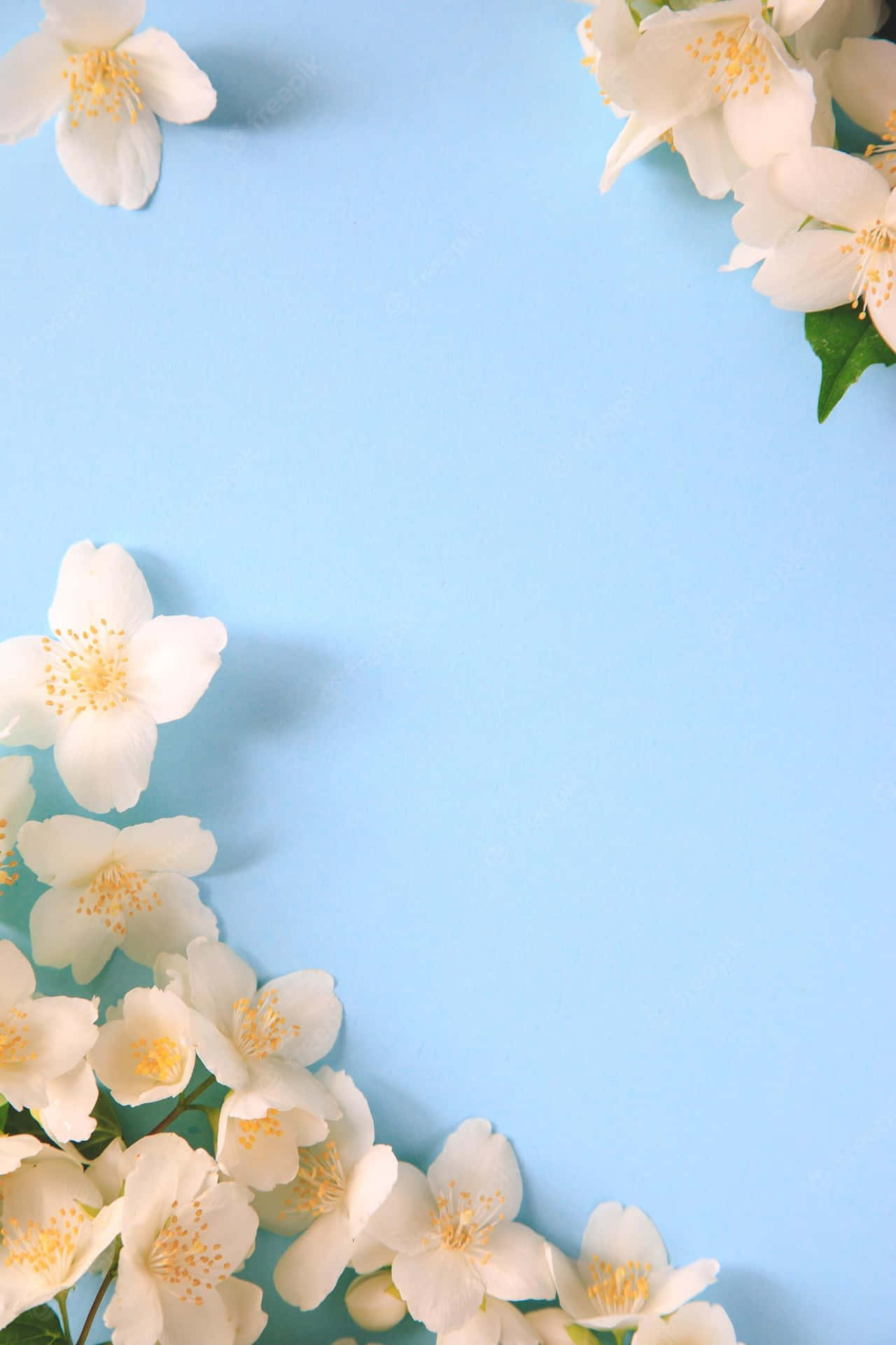 Tender Jasmine Flowers Background
