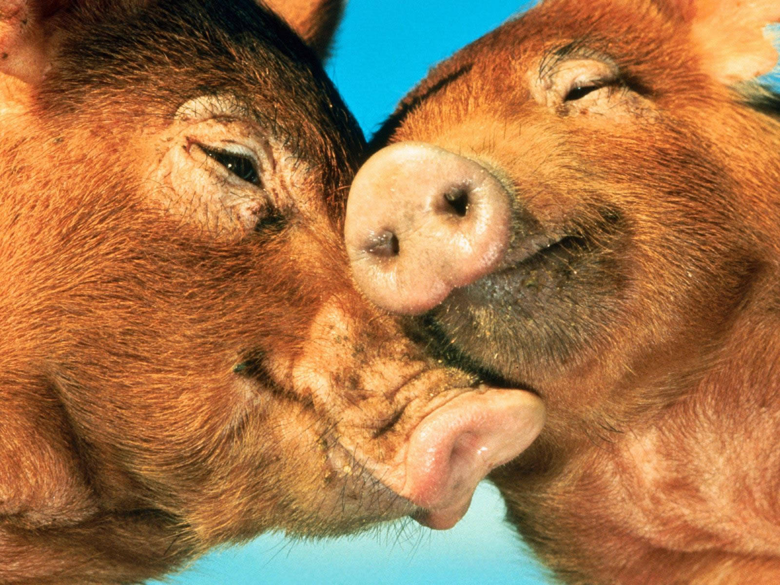 Tender Moment Between Two Cuddling Pigs Background