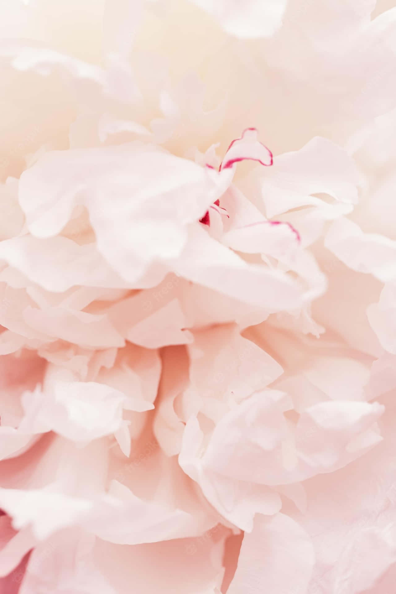 Tender Peach Petals Background