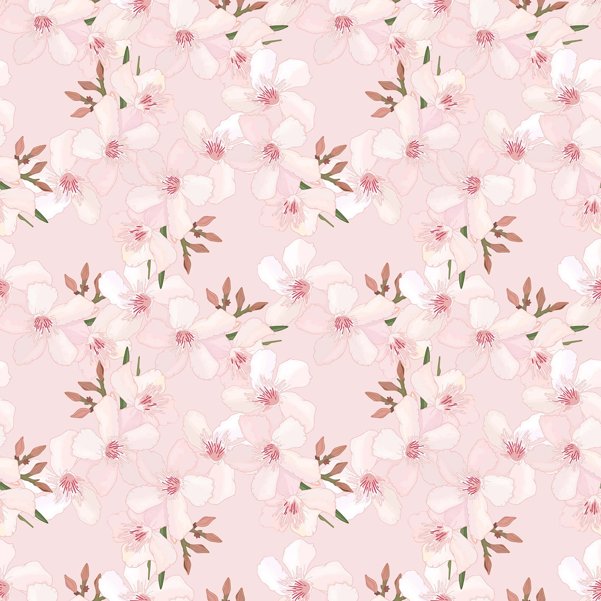 Tender Pink Cherry Blossoms Background