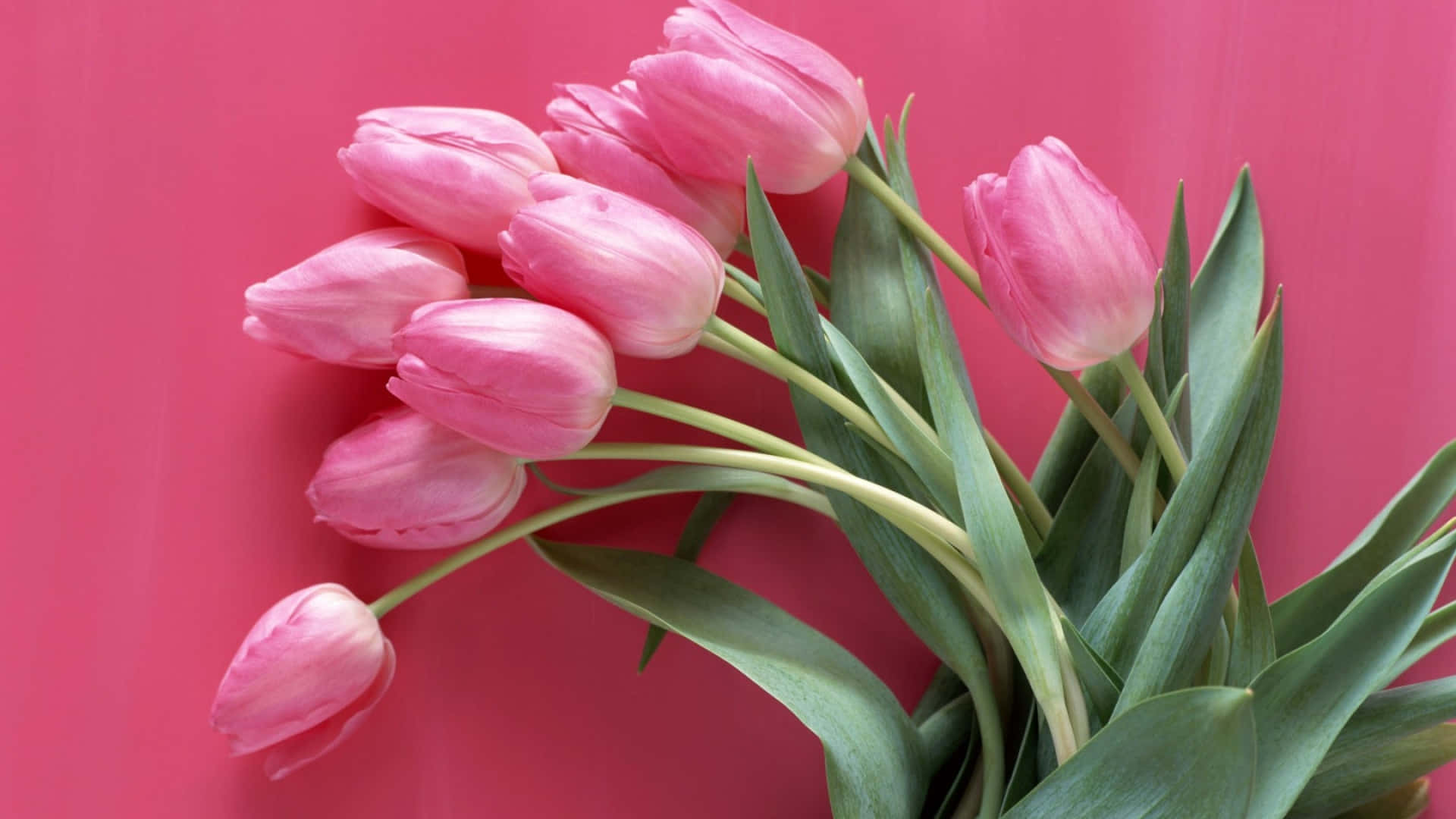 Tender Pink Floral Aesthetic