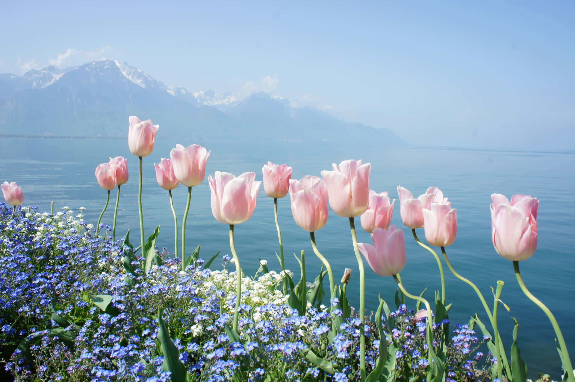 Tender Pink Roses Background