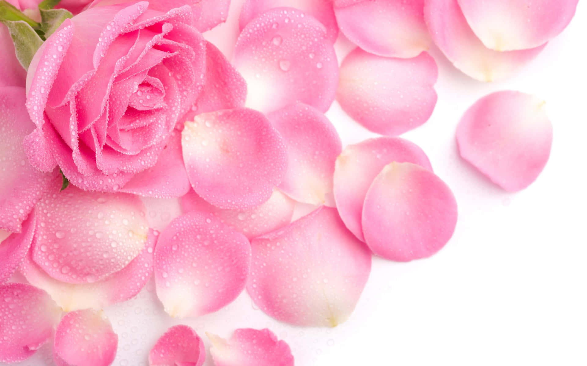 Tender Red Roses Showcase The Beauty Of Nature Background