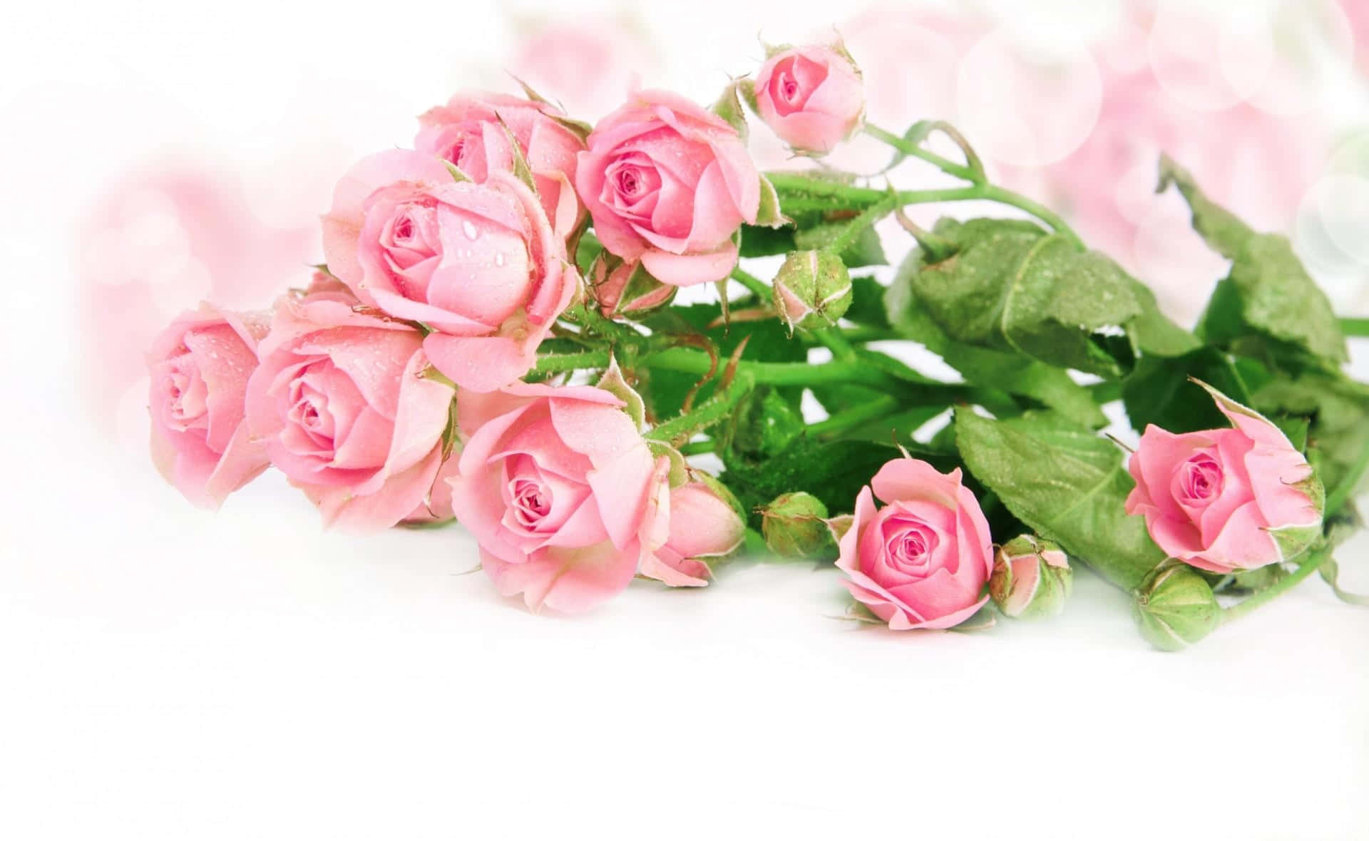Tender Rose Bouquet Background