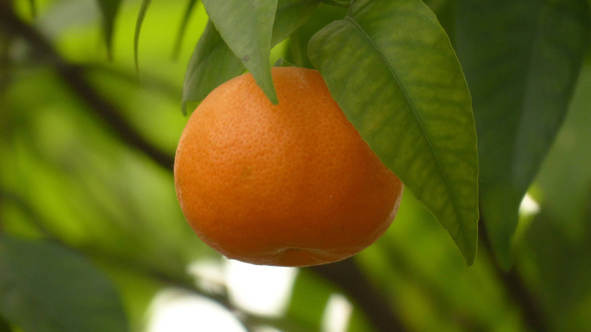 Tender Sensitive Satsuma Mandarins Background