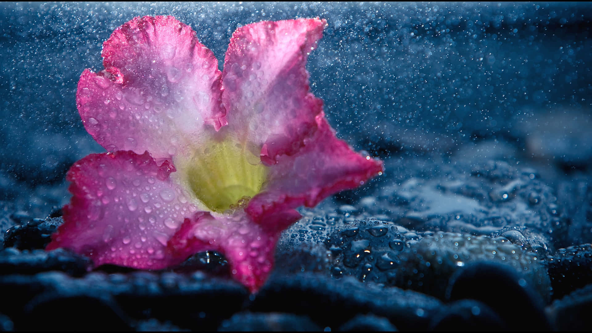 Tender Wet Flowers Background