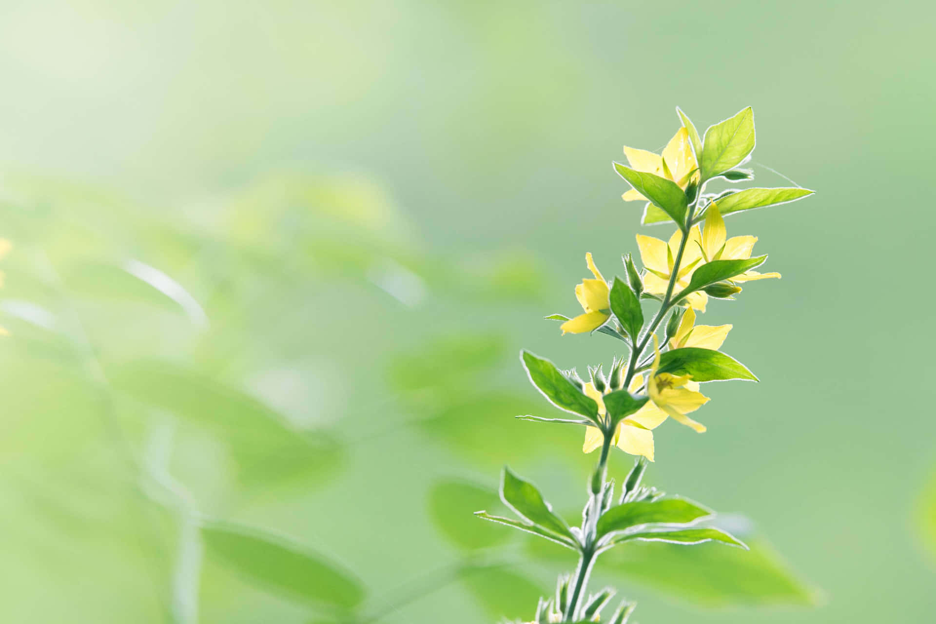 Tender Yellow Flower Background