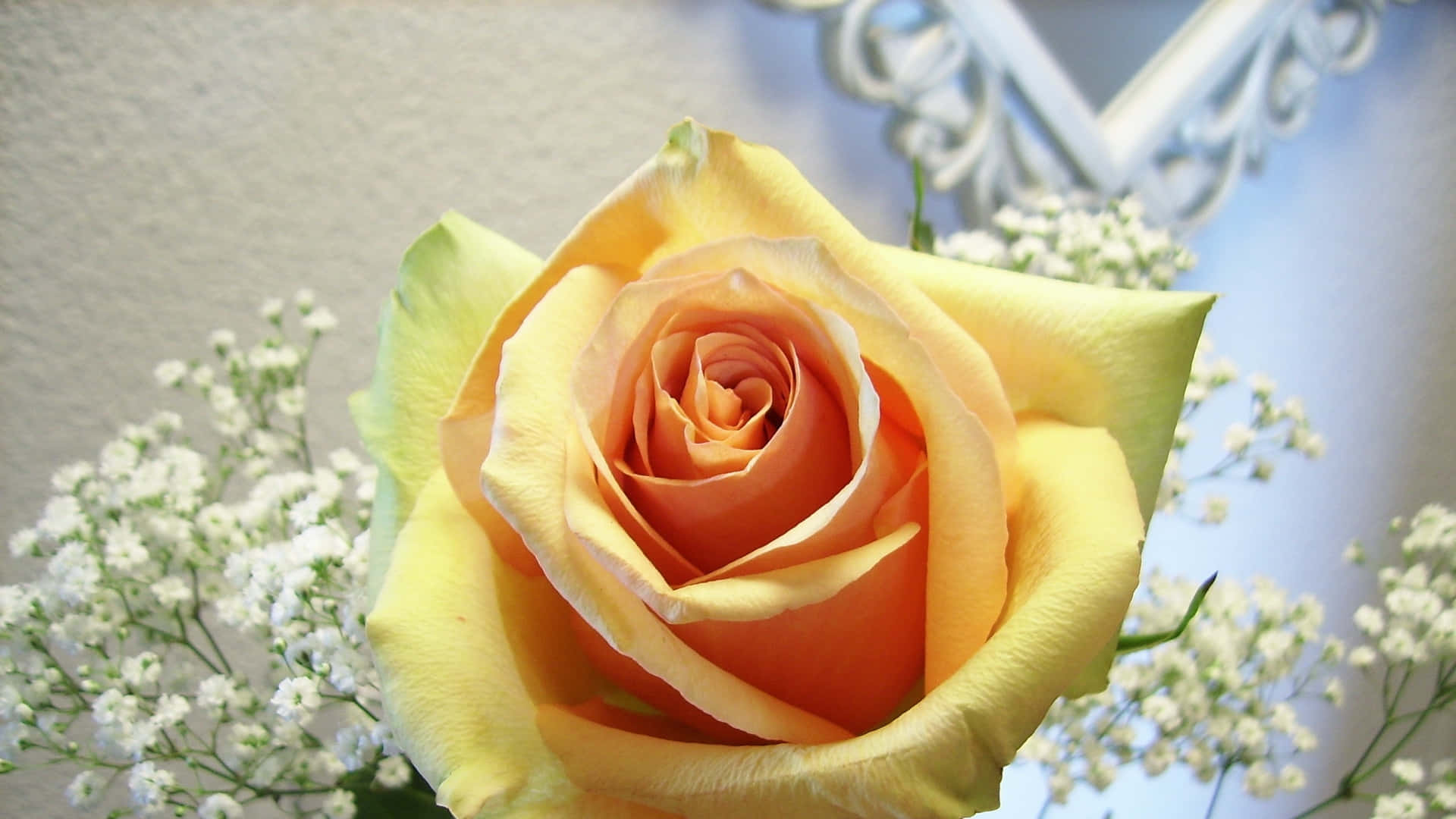 Tender Yellow Rose Background