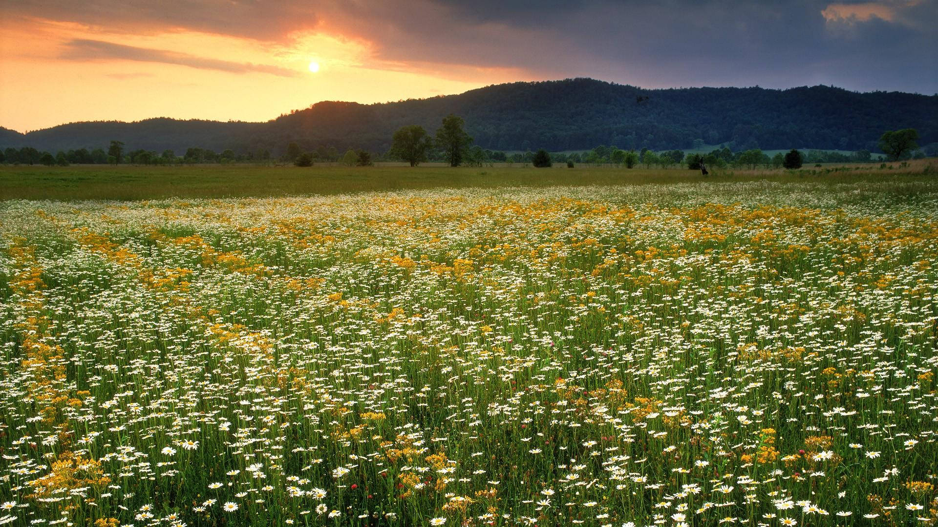 Tennessee Daisy Flower Field