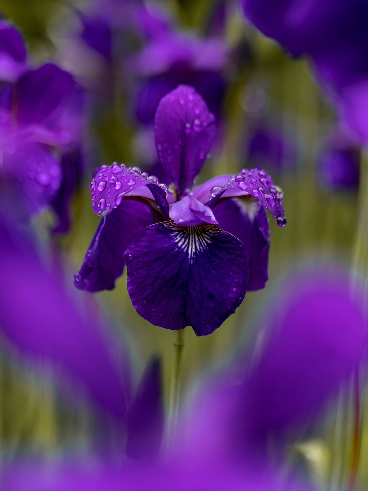 Tennessee Iris Flower Android