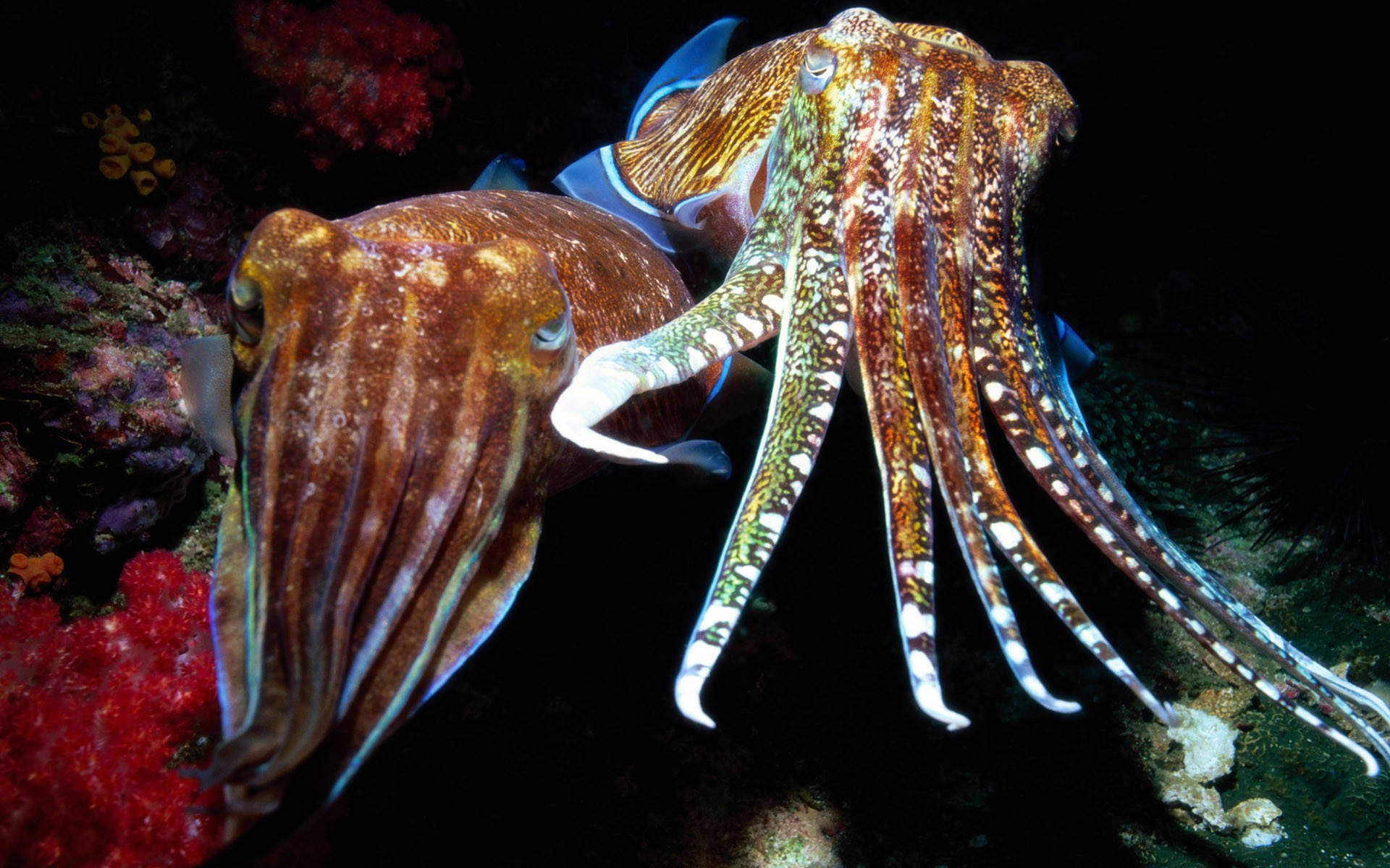 Tentacles Of A Cuttlefish