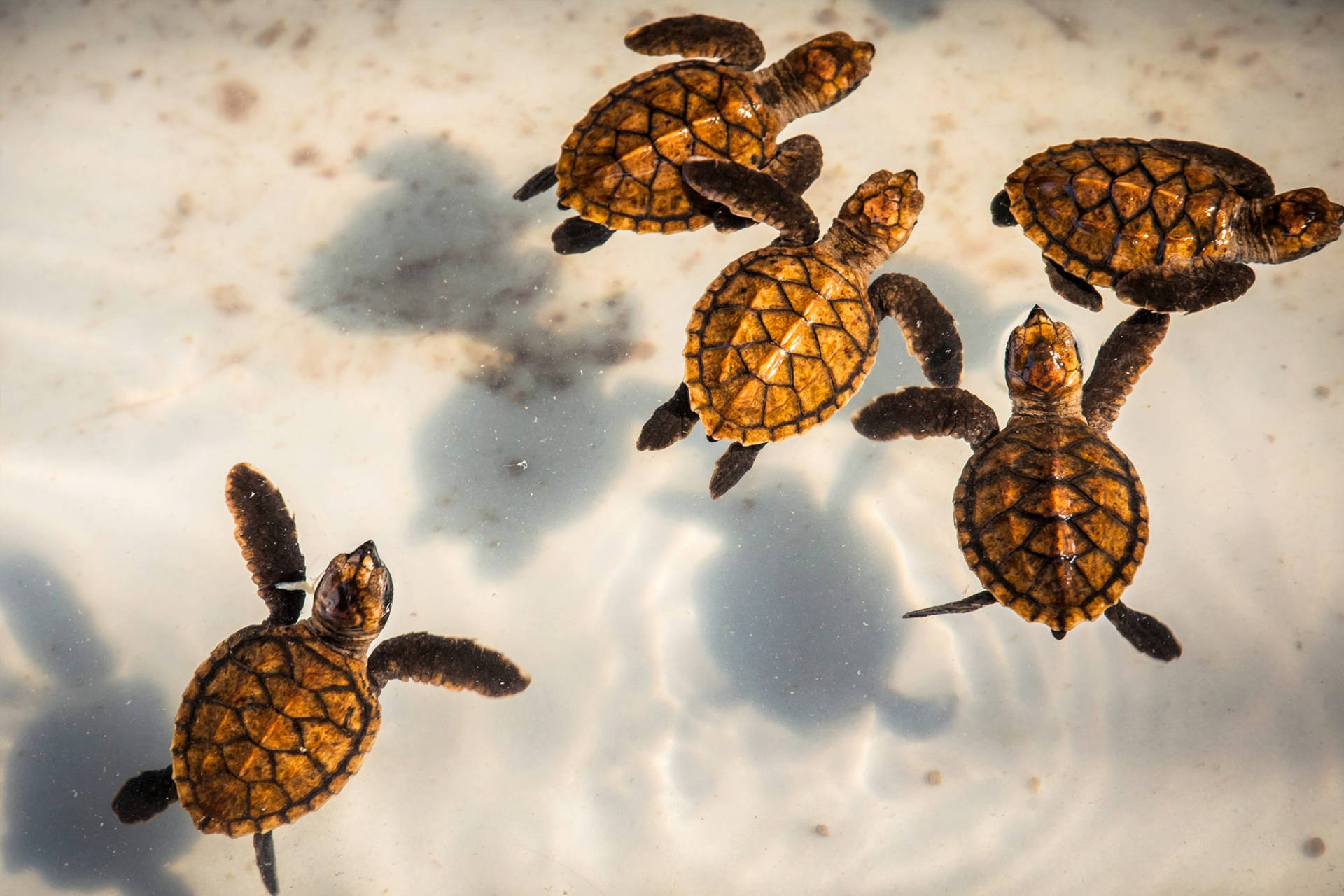 Terrapin Water Turtle Babies Swimming Photography Background