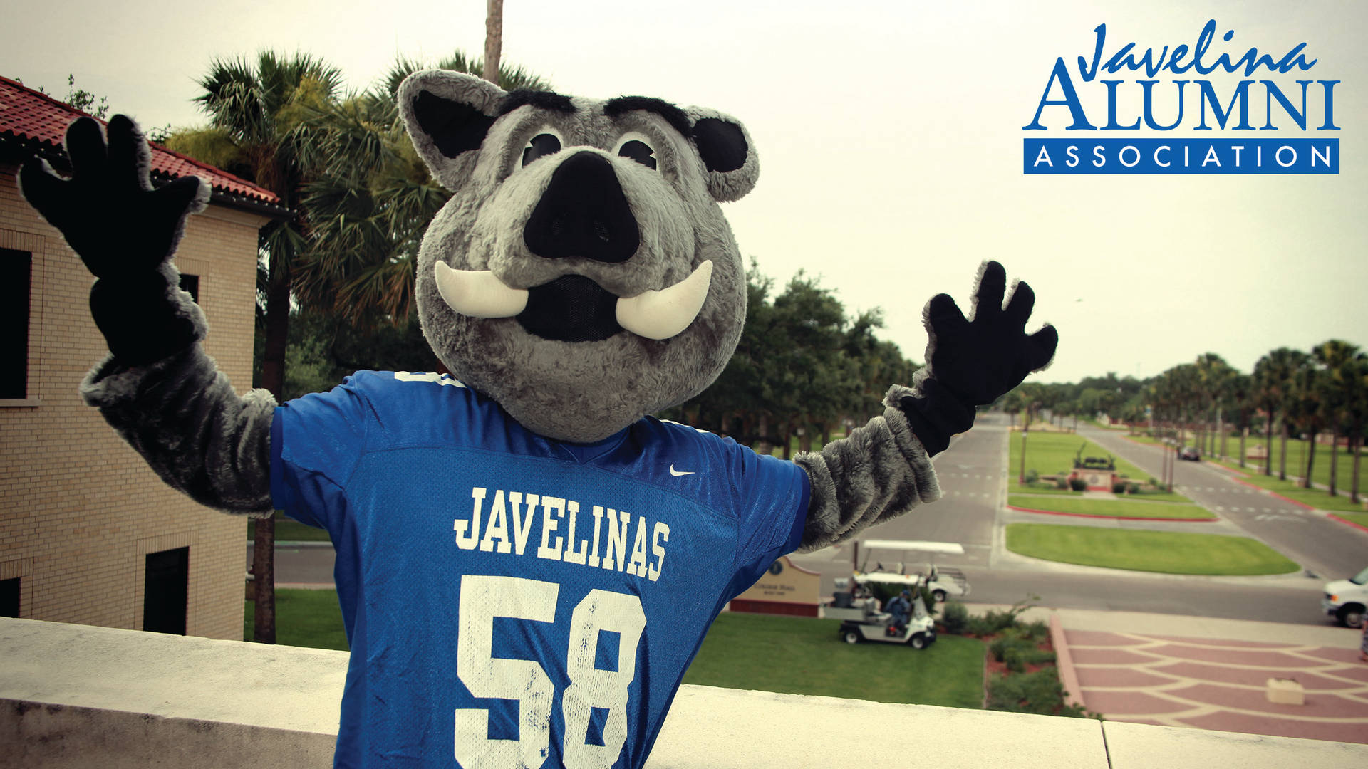 Texas A&m University Kingsville Javelinas Background