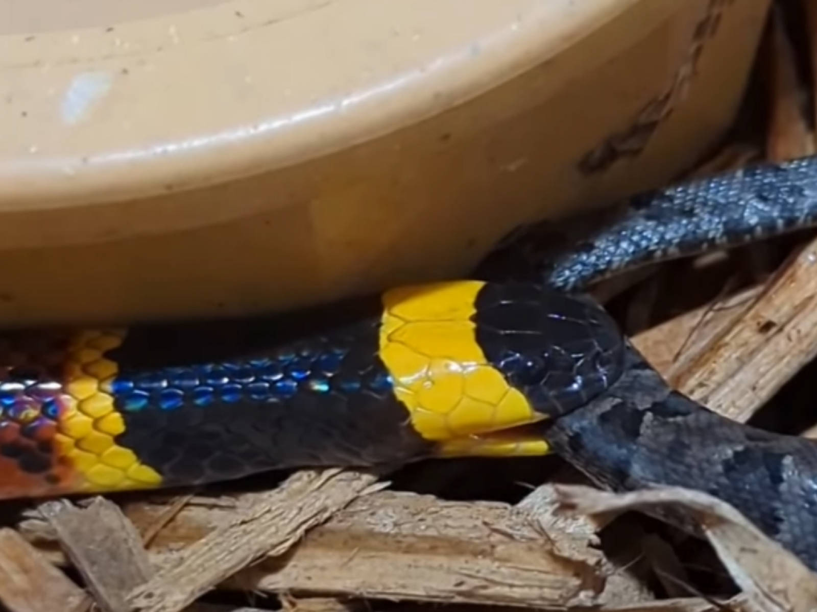 Texas Coral Snake Biting Black Snake Background