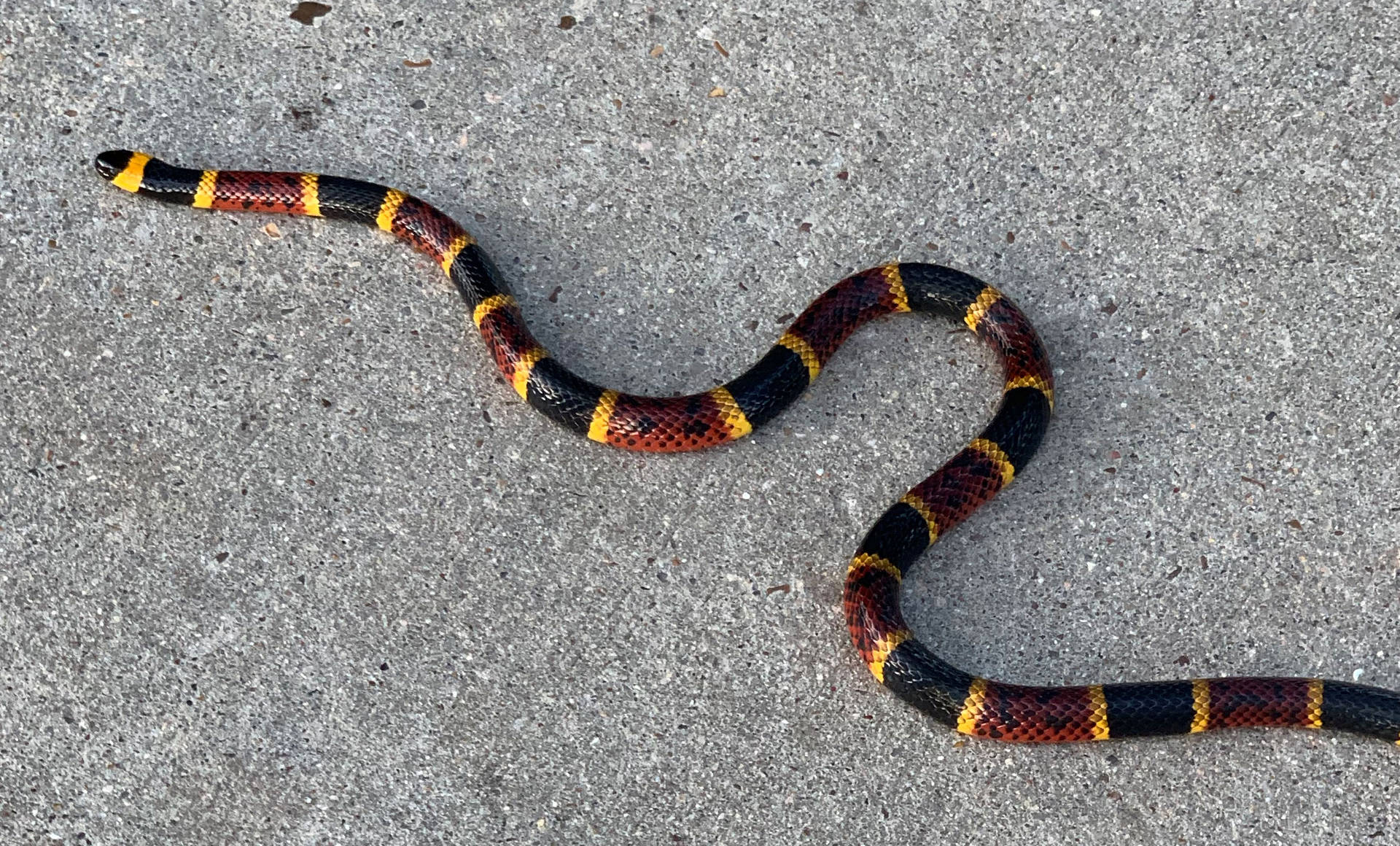 Texas Coral Snake Crawling Over Concrete Background