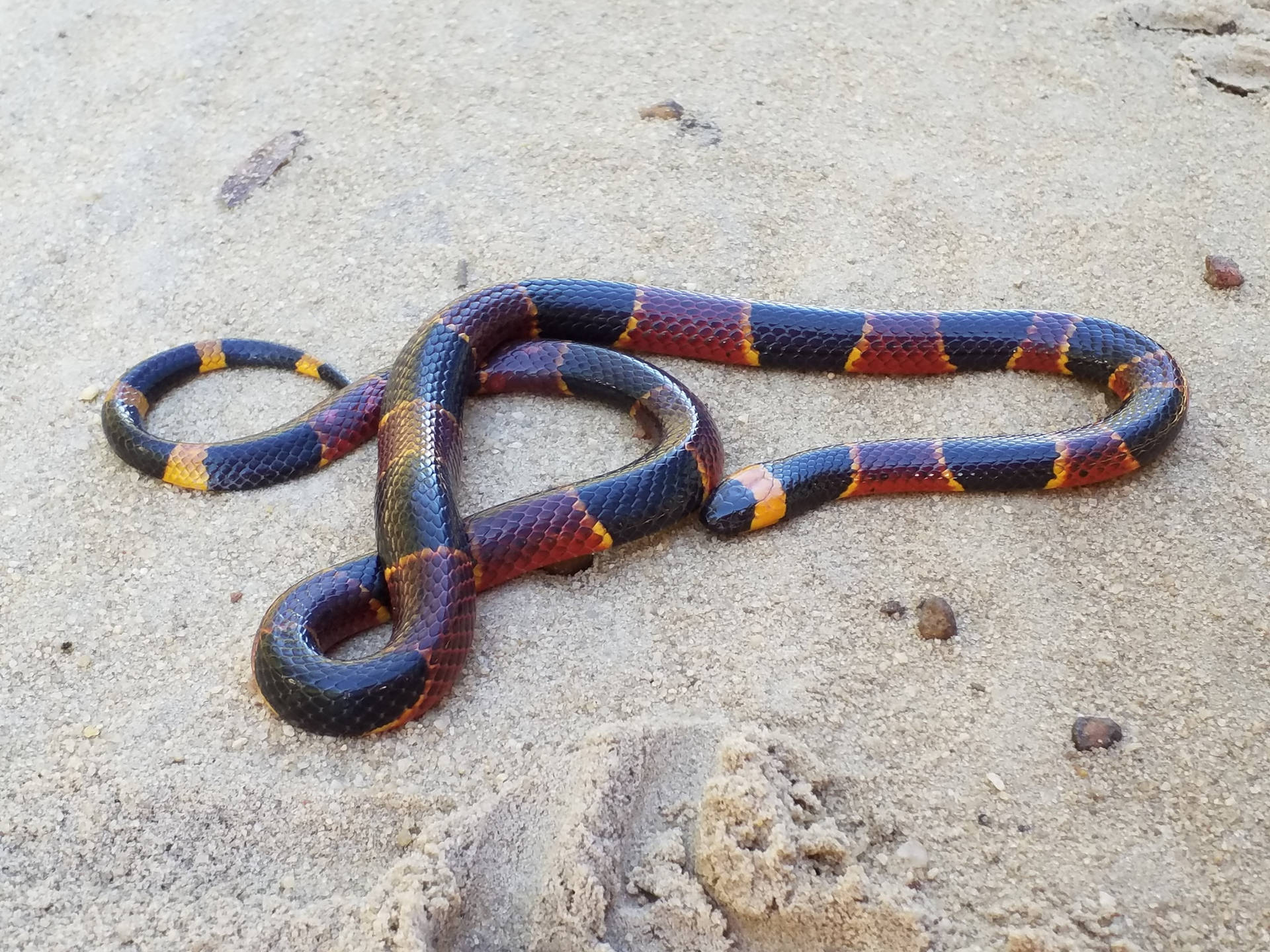 Texas Coral Snake Relaxing On Sand Background