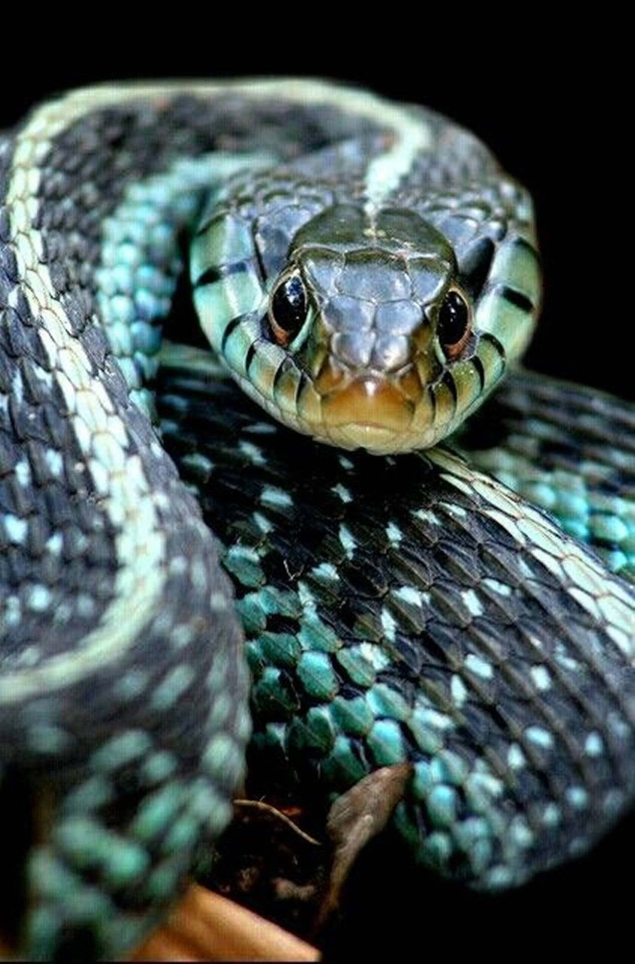 Texas Garter Snake's Head