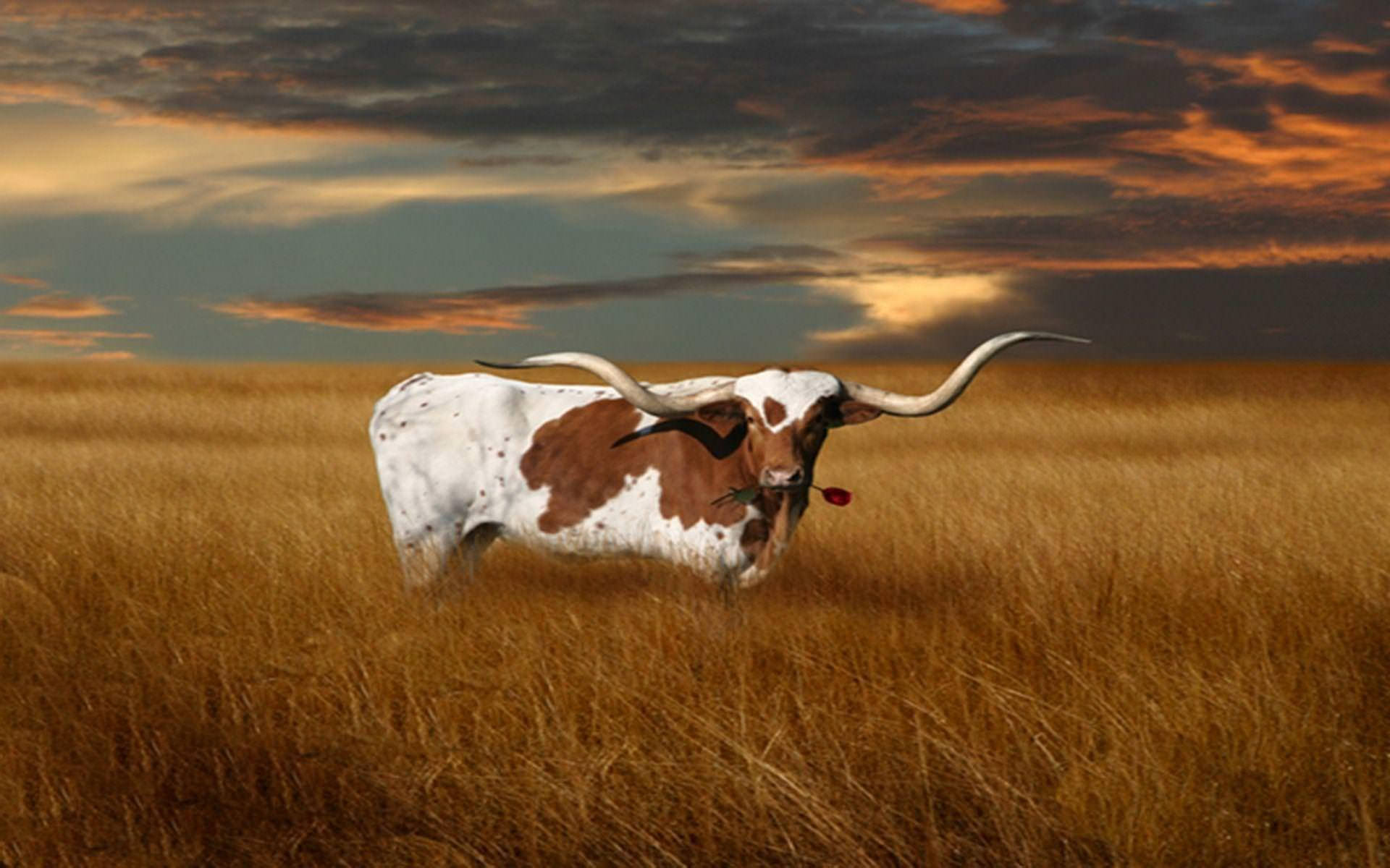 Texas Longhorn Cattle Background