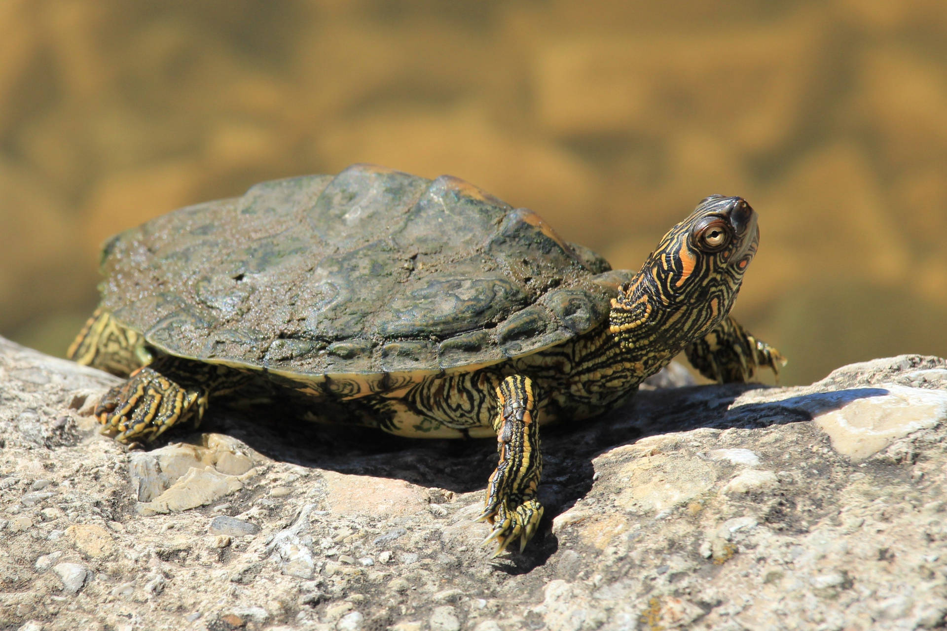 Texas Map Turtle Lazes On A Rock Background