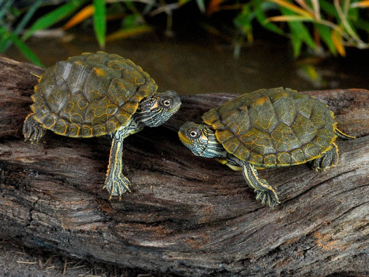 Texas Map Turtles Facing Each Other