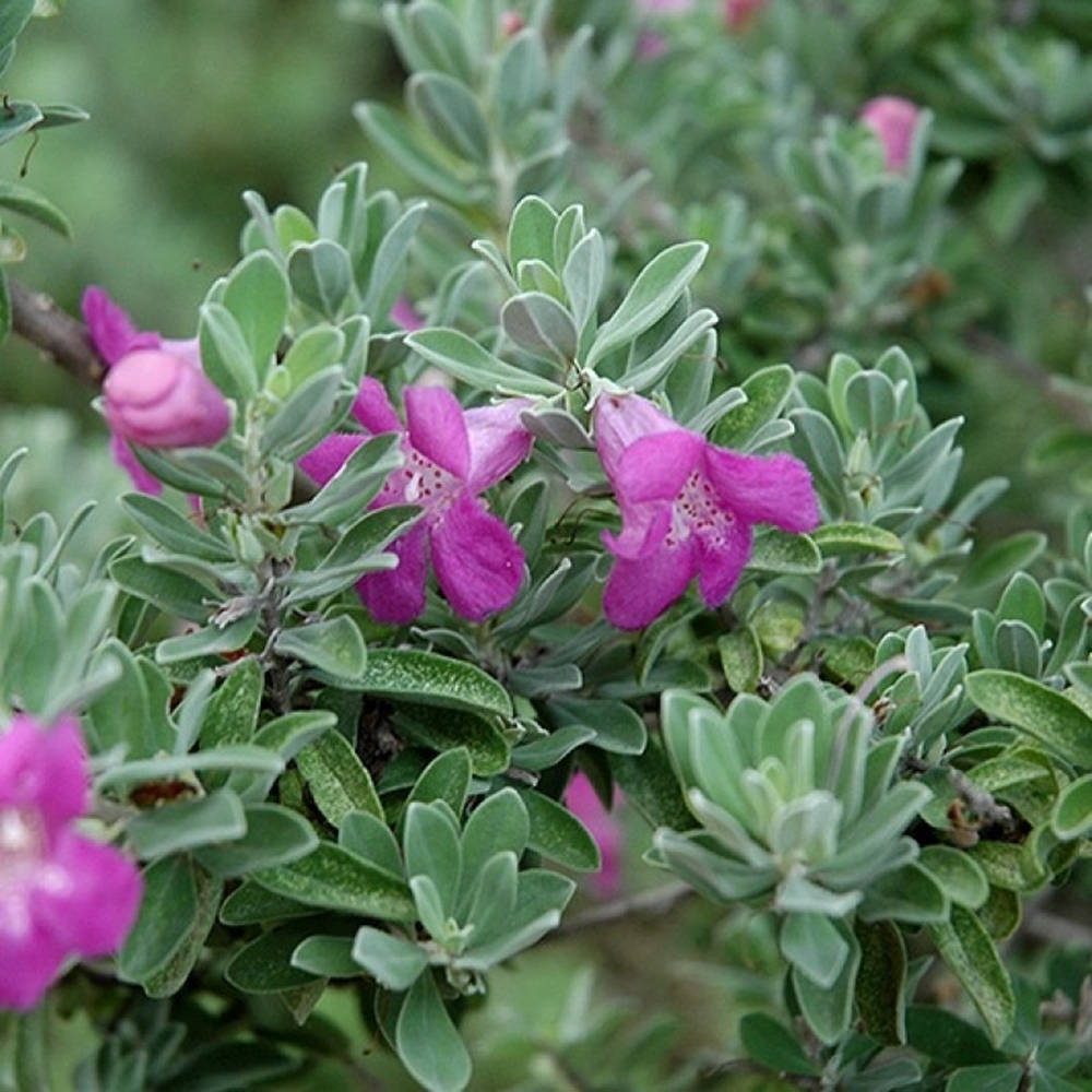 Texas Sage Plant Background