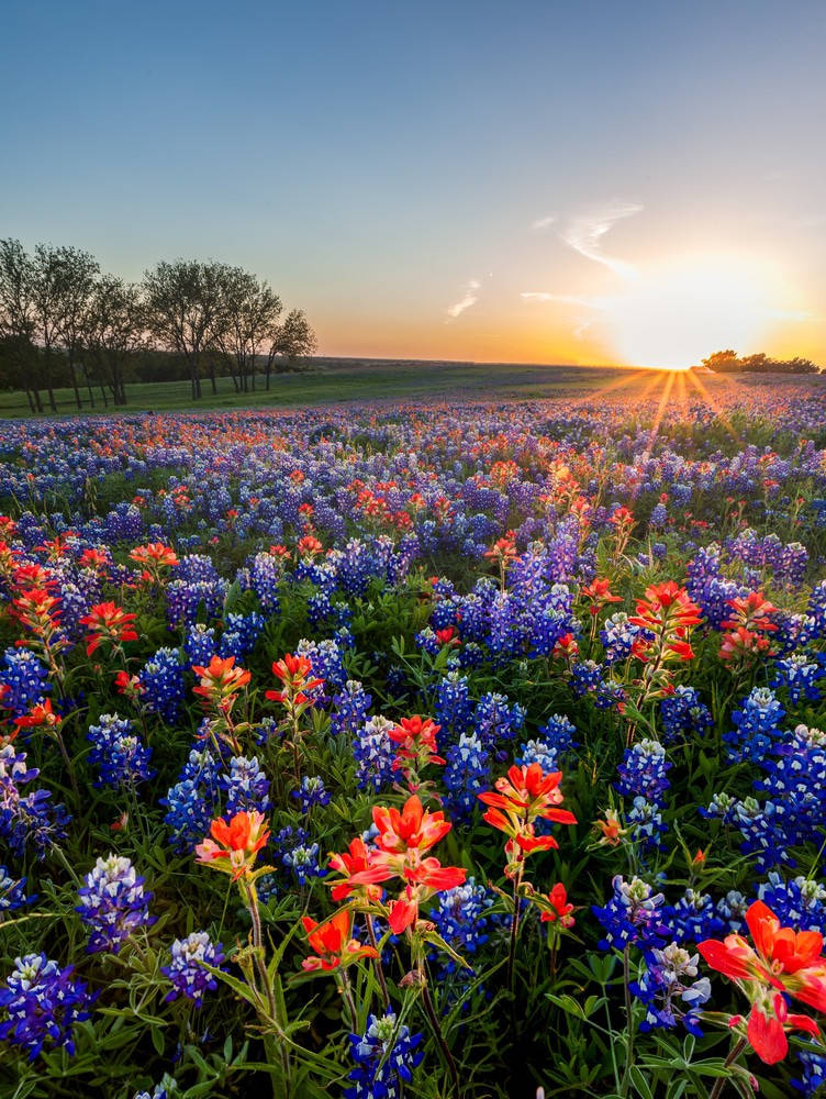 Texas Scenic Flowers Background