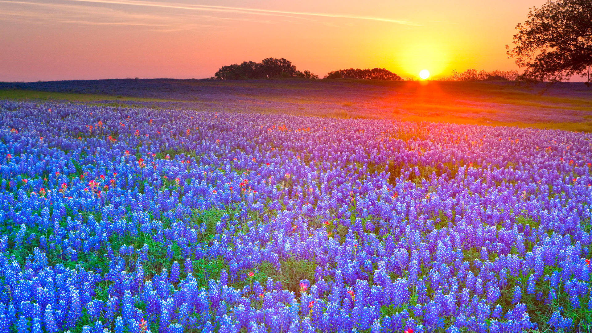 Texas Wildflower Field Background