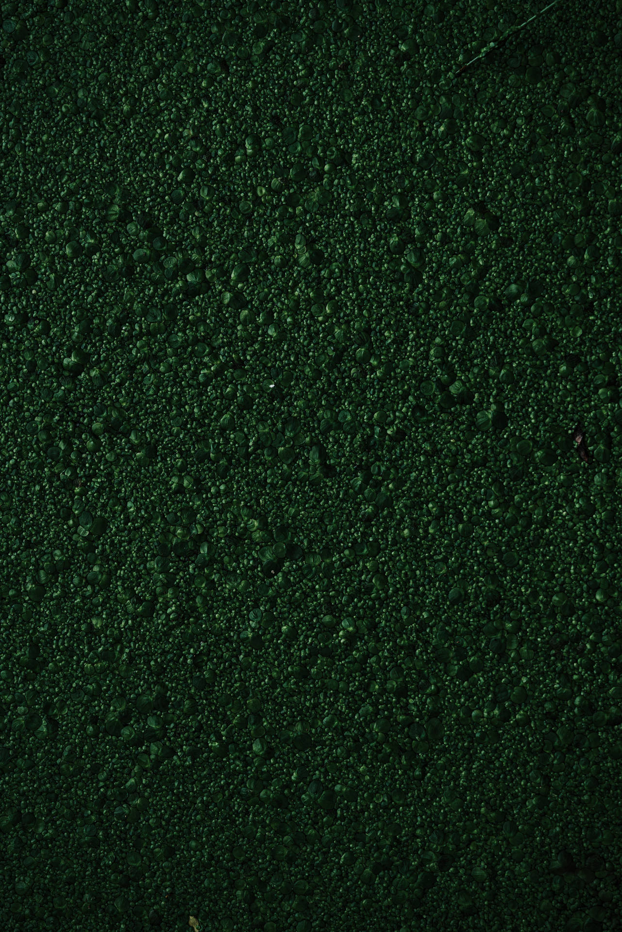 Texture Green Bumpy Moss