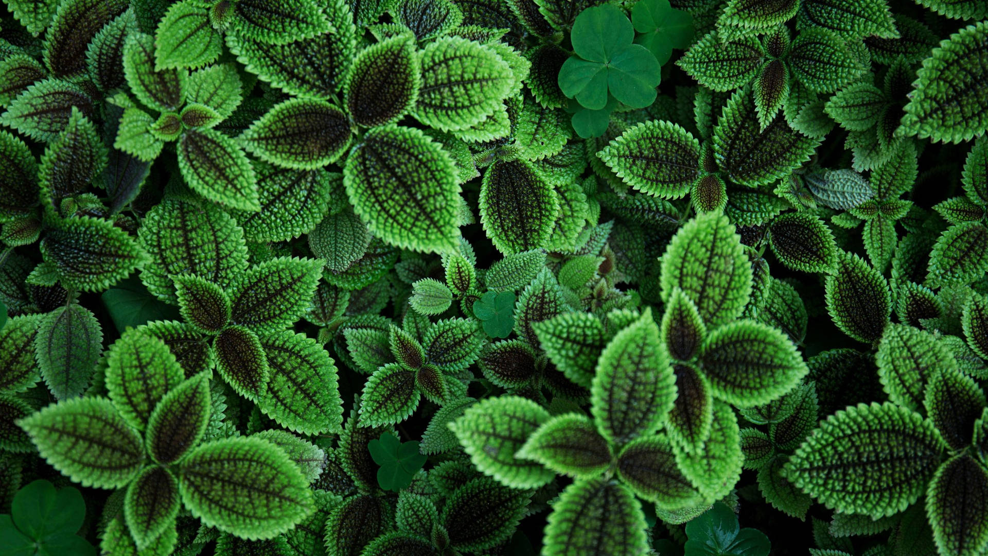 Textured Leaves Common Terpenes Plants Background