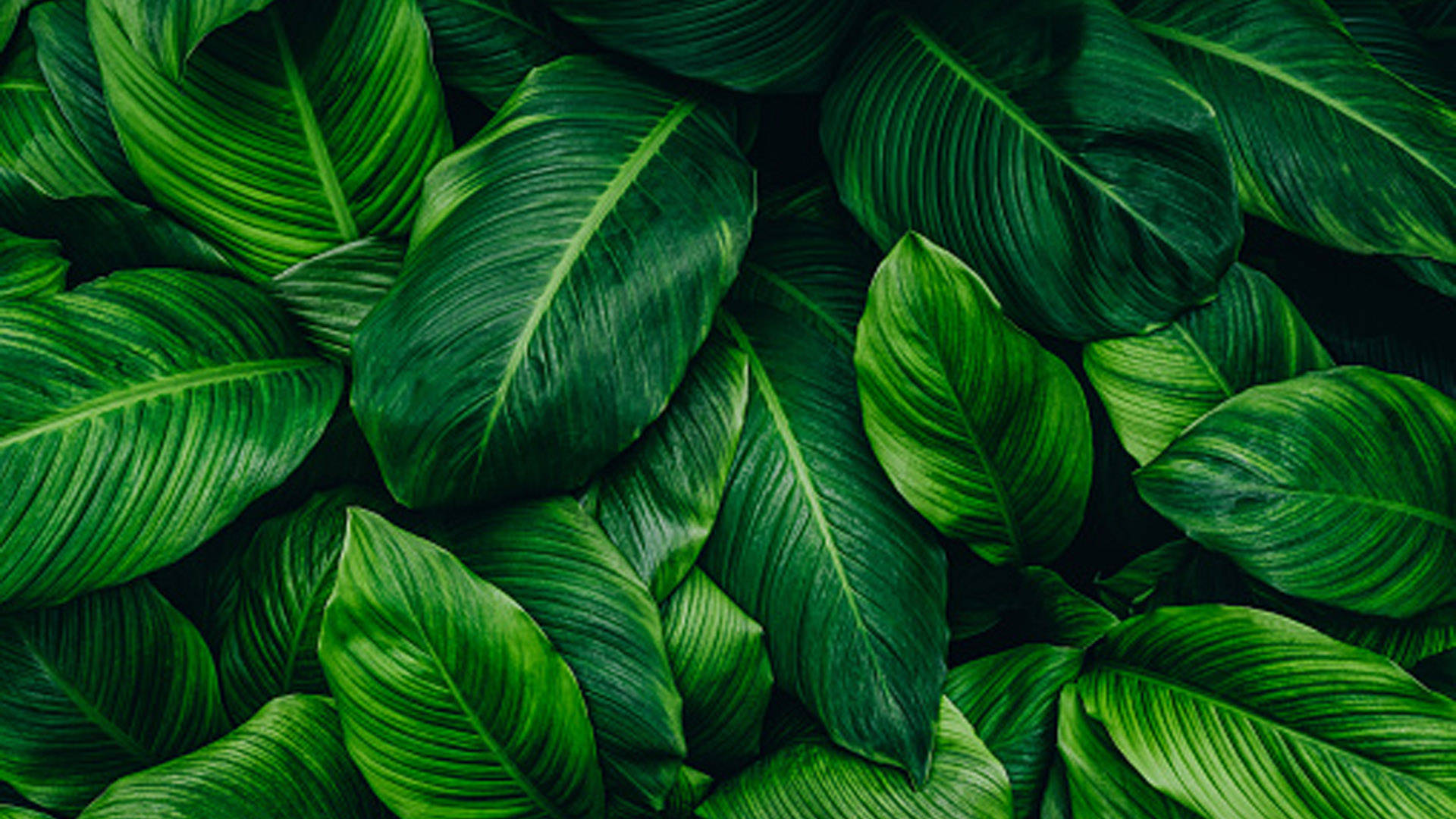 Textured Peace Lily Leaves Green Plants