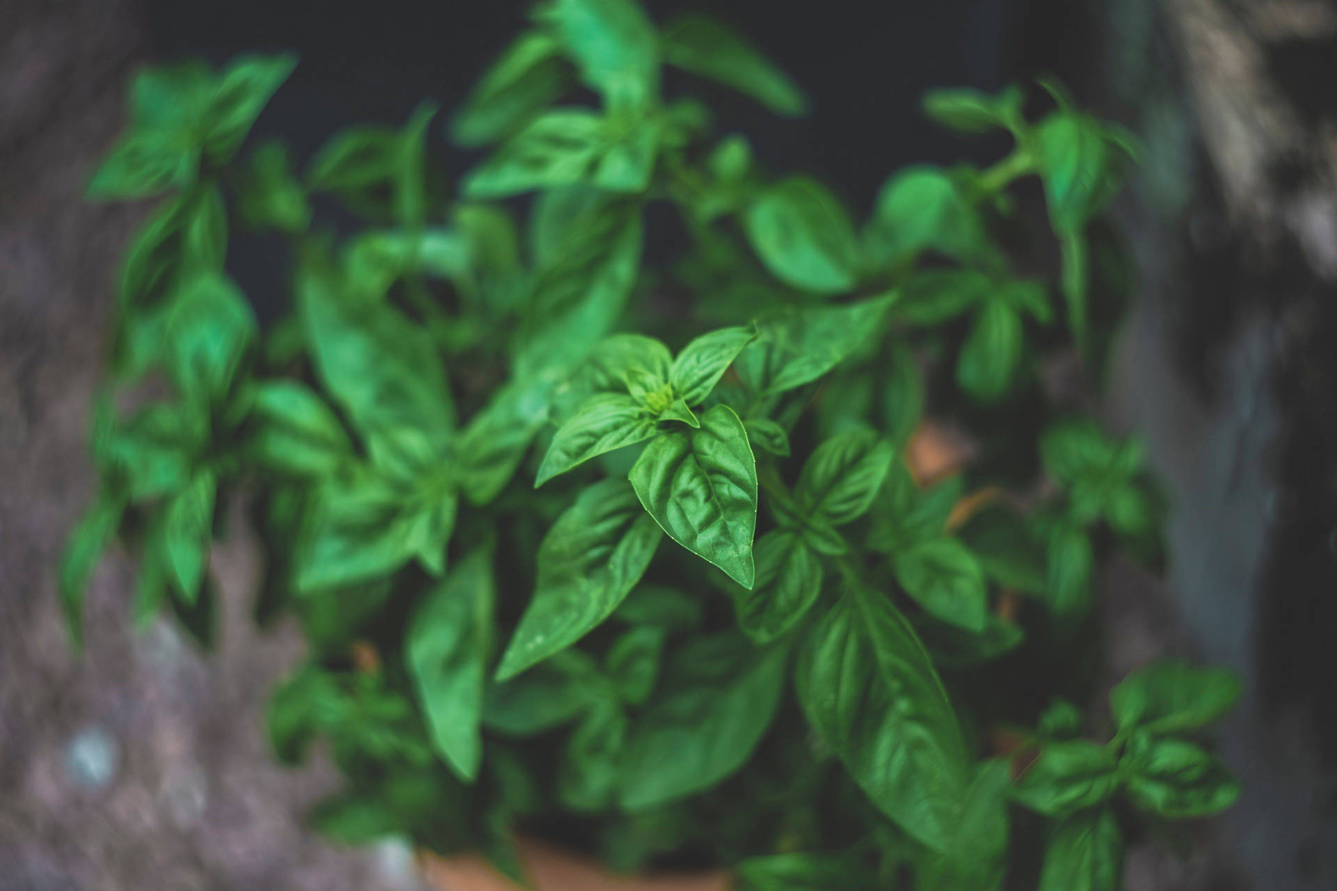 Thai Basil Herb Processed High Angle Shot Background