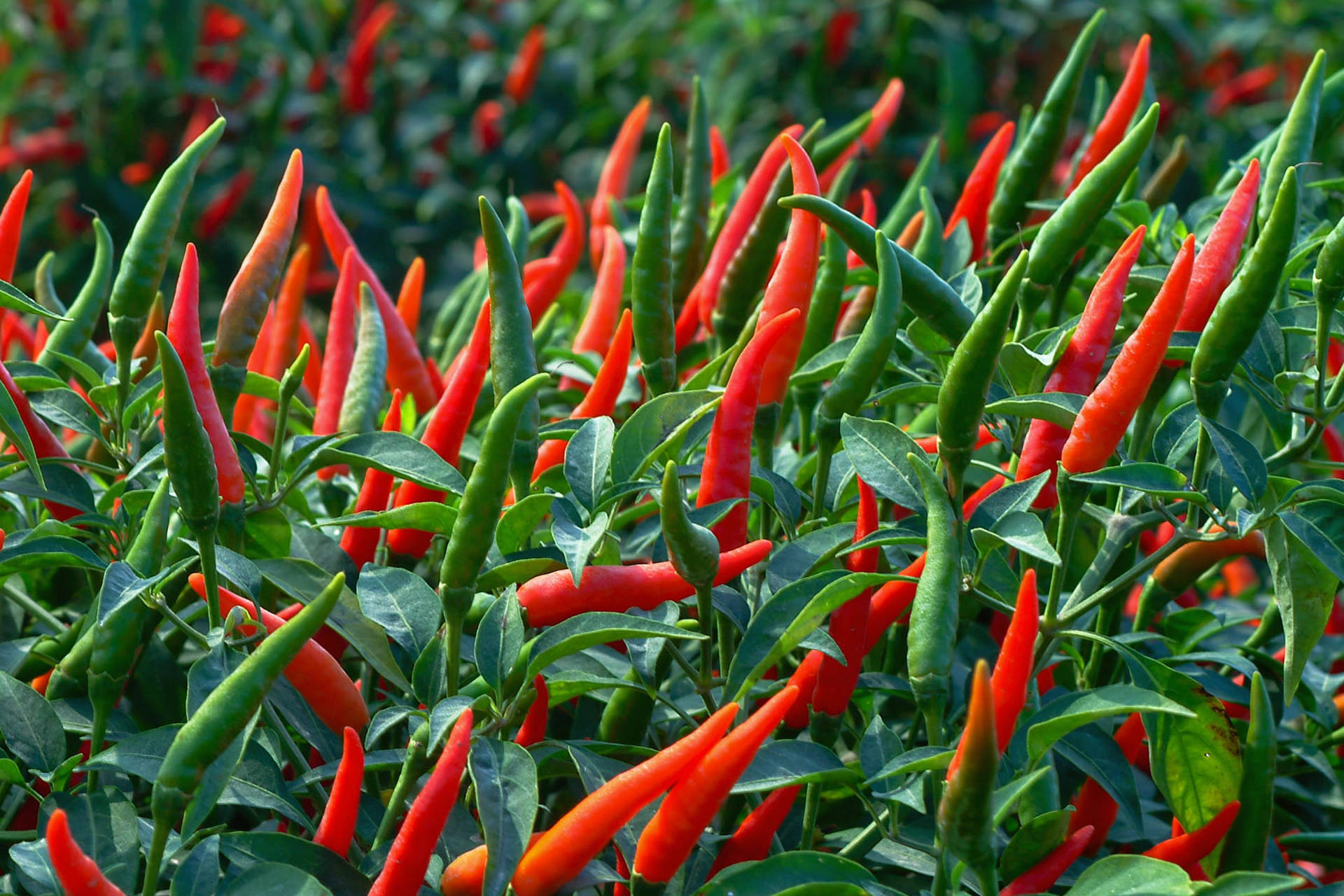 Thai Hybrid Pepper Plant Wide Angle Shot Background